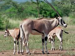 Ethiopie Parc National d'Awash, une famille d'oryx